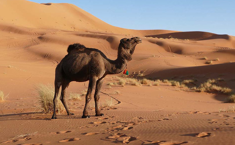 2 days tour from Fes to Merzouga desert via Ifrane